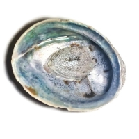 Abalone schelp met heilig hout